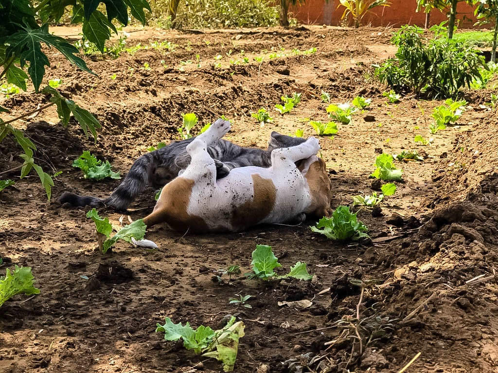 LES-ANIMAUX-DE-LA-FERME