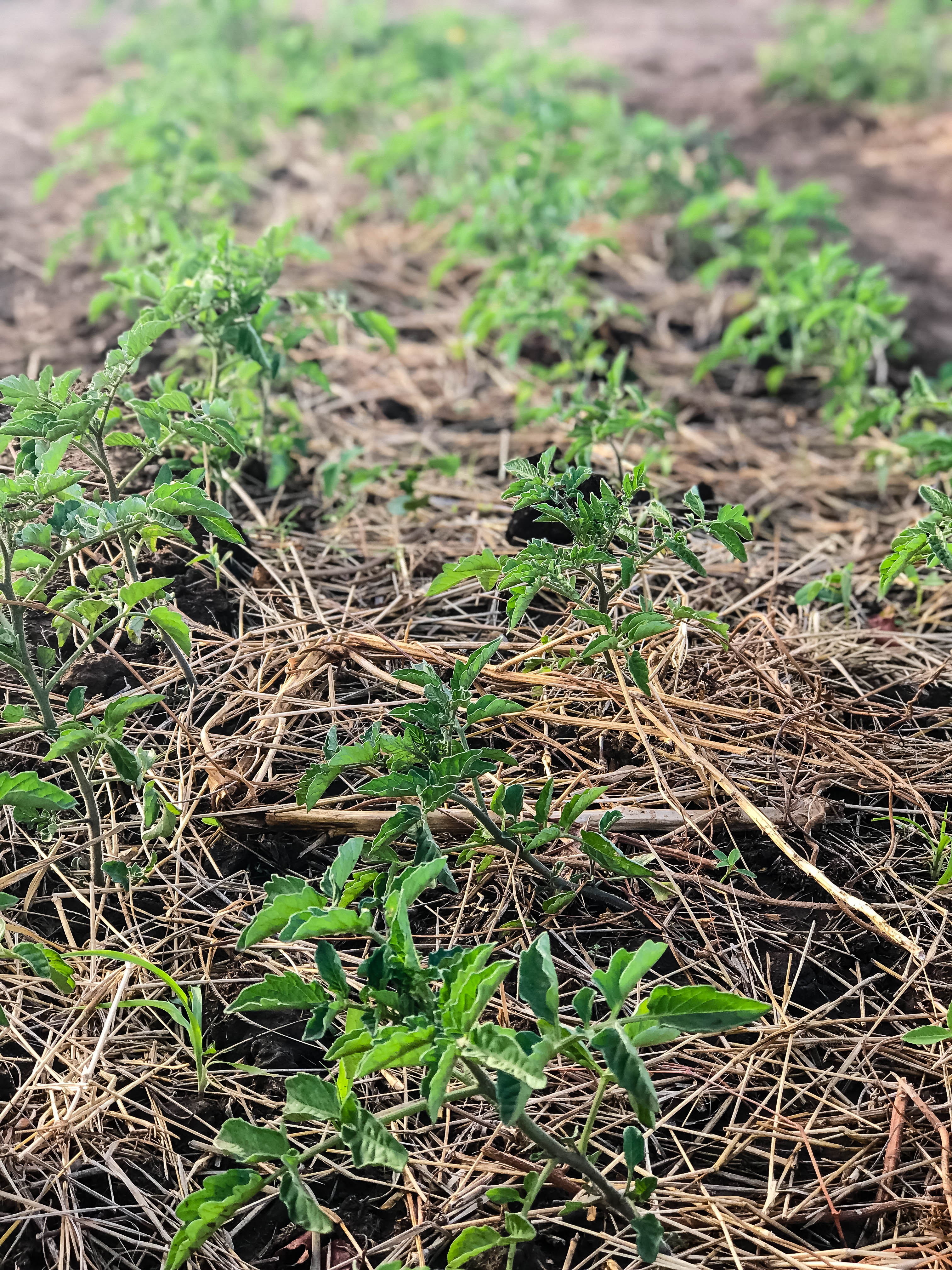 PLANTS-TOMATES-PAILLEES