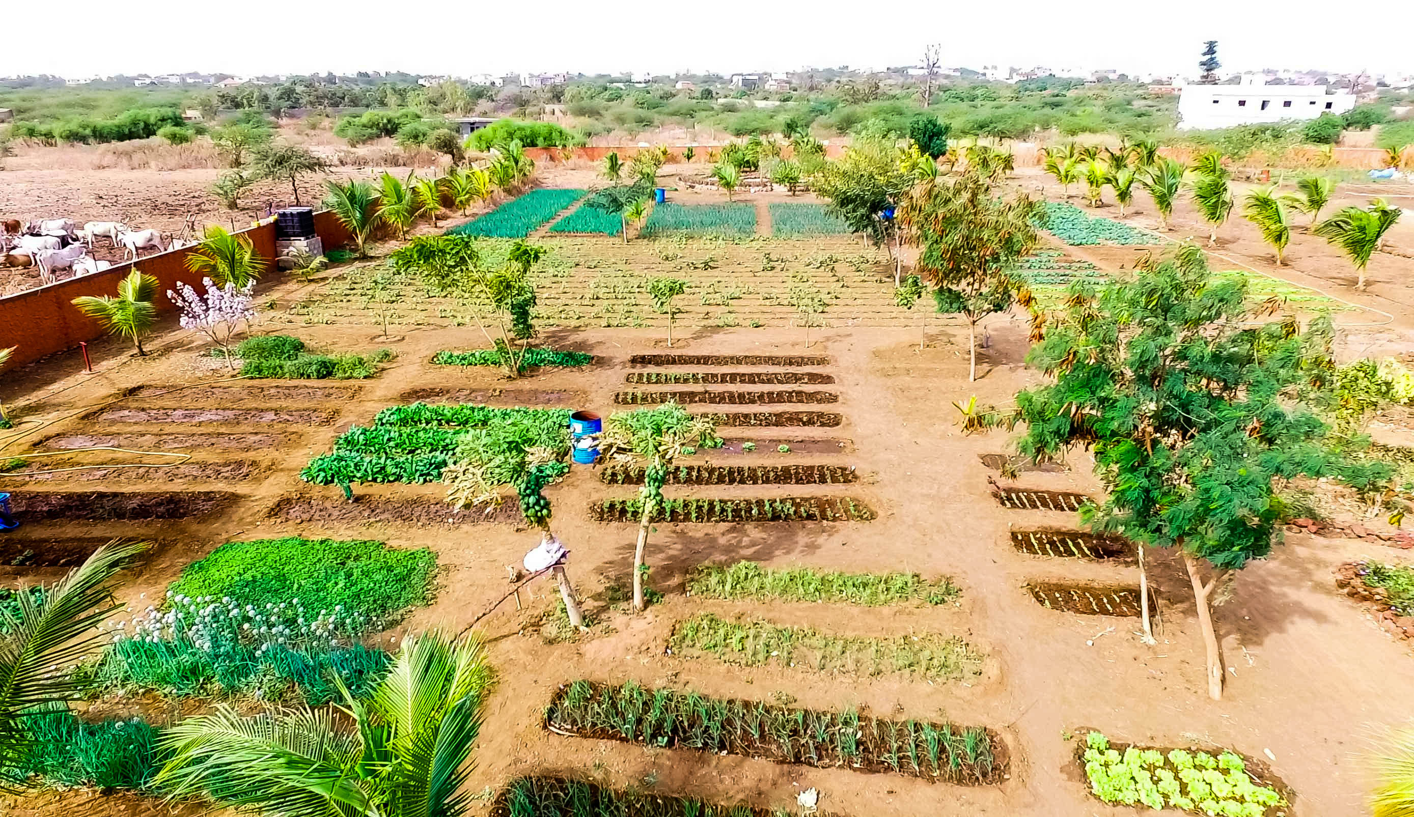 VUE AERIENNE POTAGER