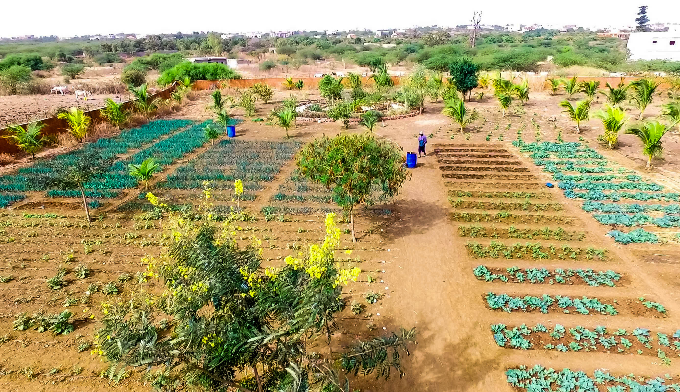 VUE AERIENNE POTAGER